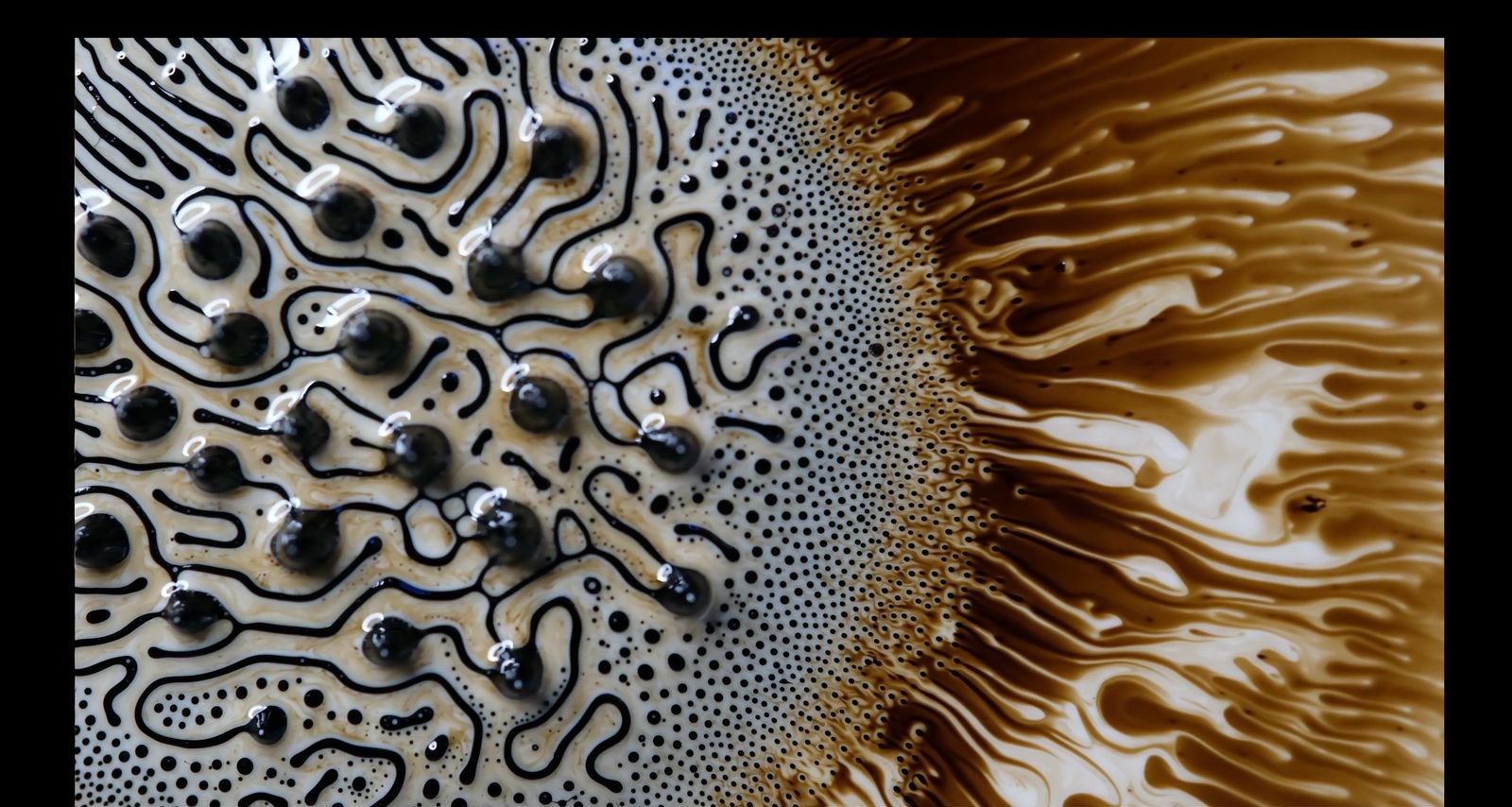 Nerve Delta, from the Fossilways collection