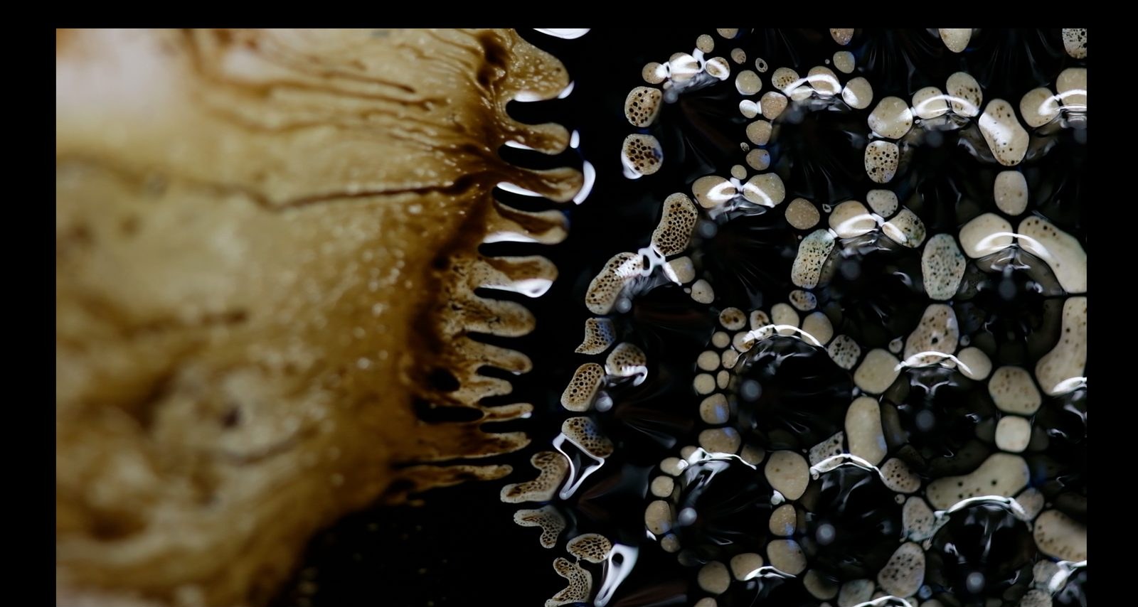 Nocturnal Reef, from the Fossilways collection